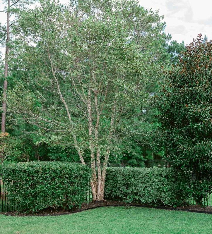 beautiful gate and yard