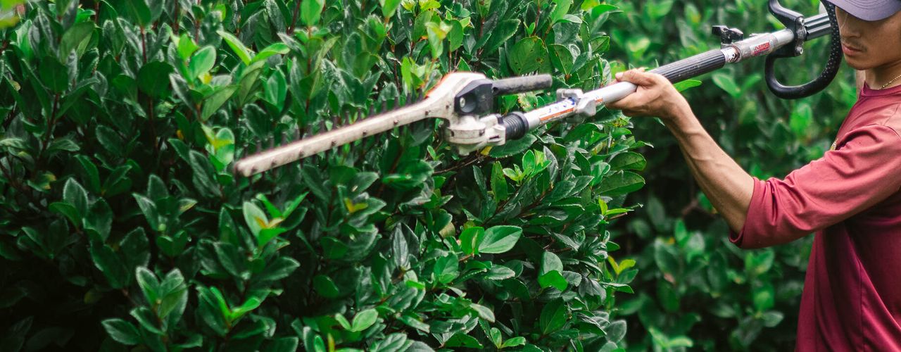 trimming bushes with a power trimmer