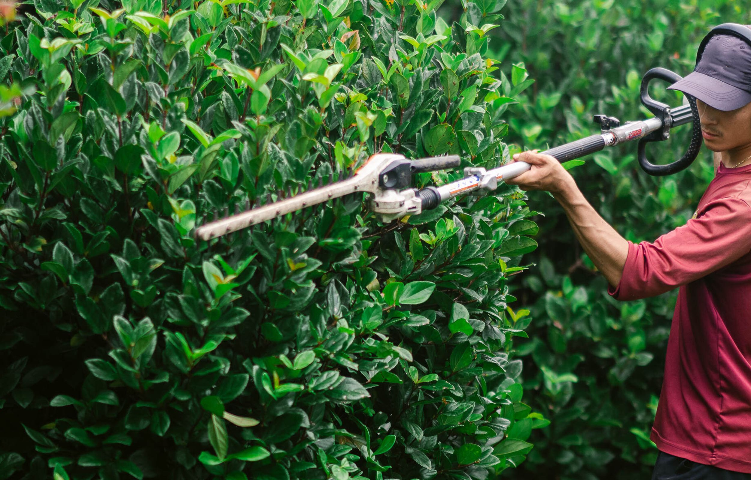 trimming bushes