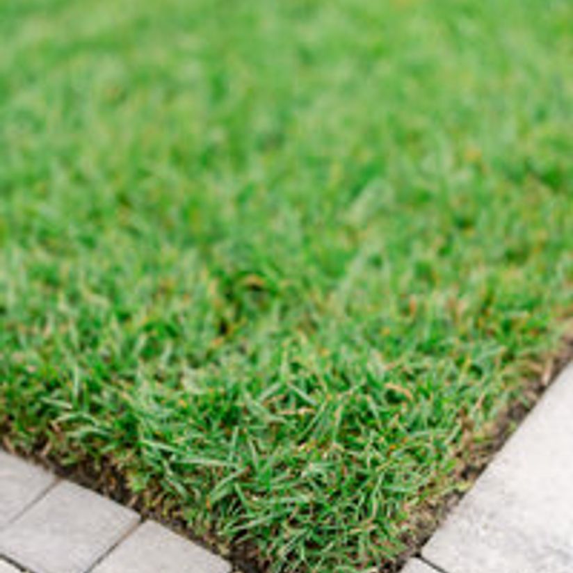 manicured lawn